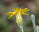 Narrowleaf silkgrass